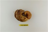 藏品(短腕陸寄居蟹)的圖片